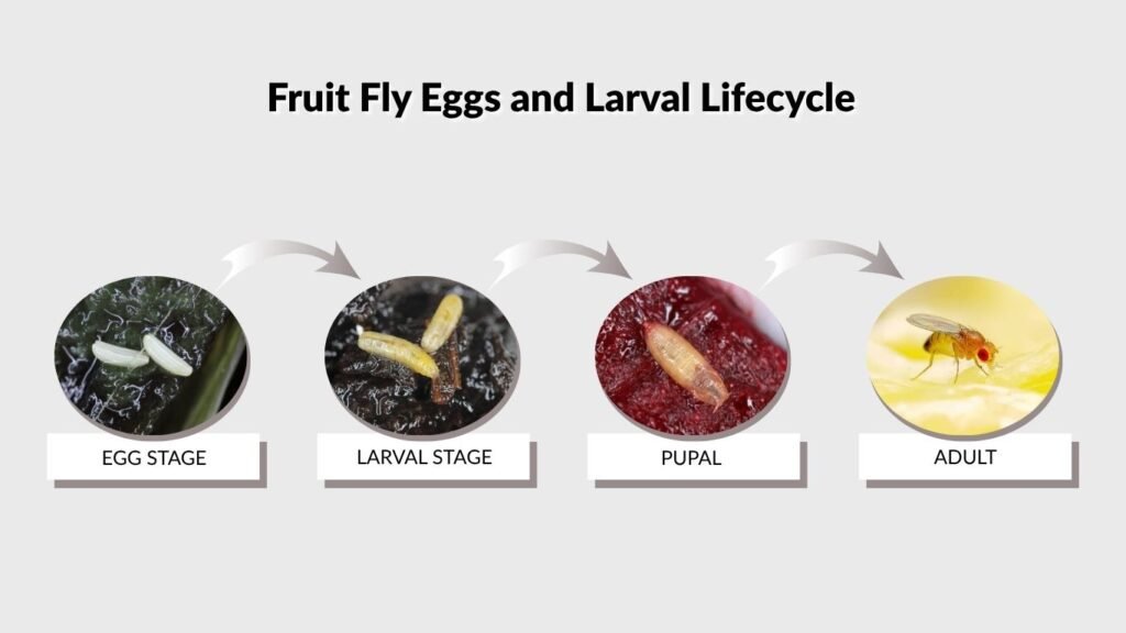 Fruit Fly Eggs and Larval Lifecycle