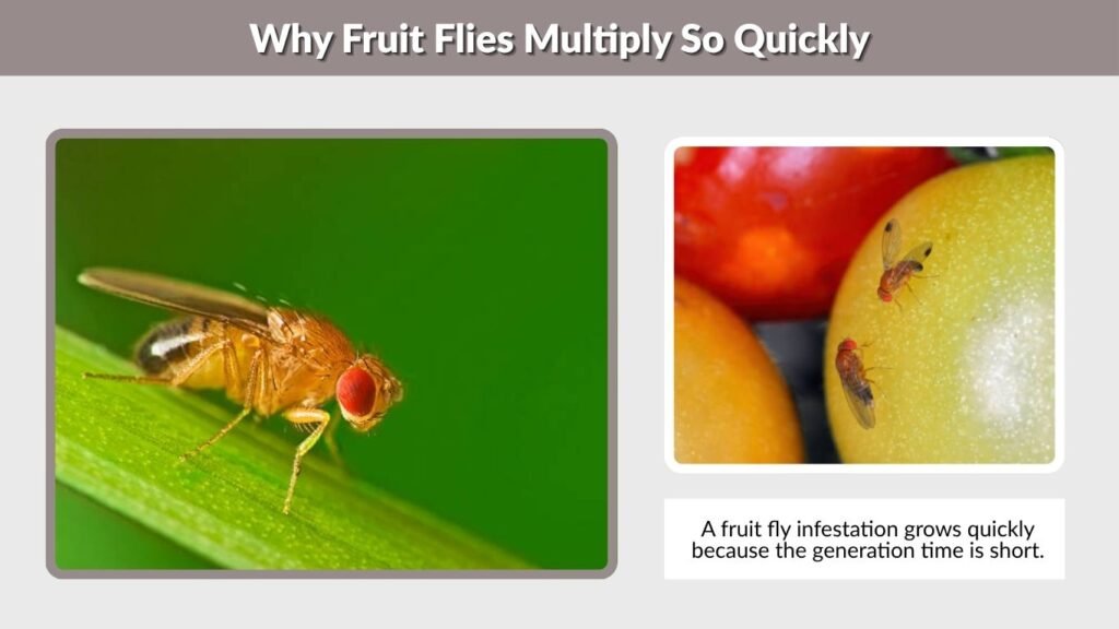Why Fruit Flies Multiply So Quickly