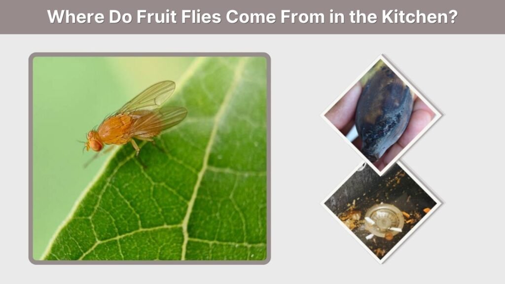 Where Do Fruit Flies Come From in the Kitchen?