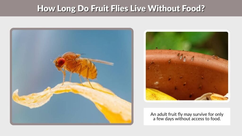 How Long Do Fruit Flies Live Without Food?