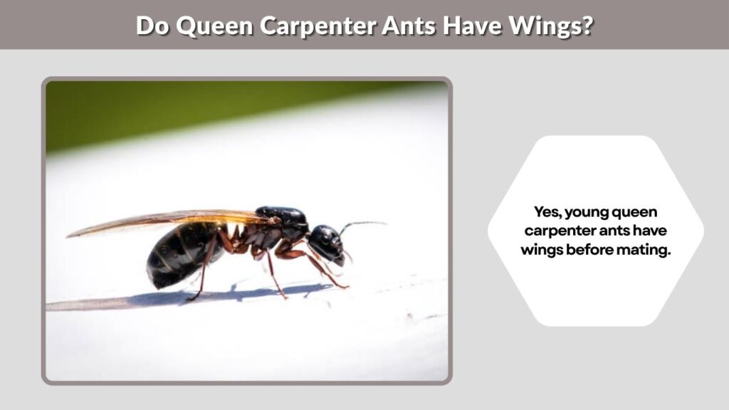 Do Queen Carpenter Ants Have Wings?