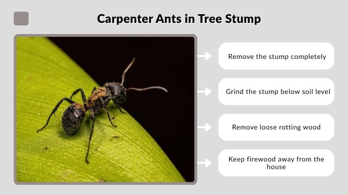 Carpenter Ants in Tree Stump
