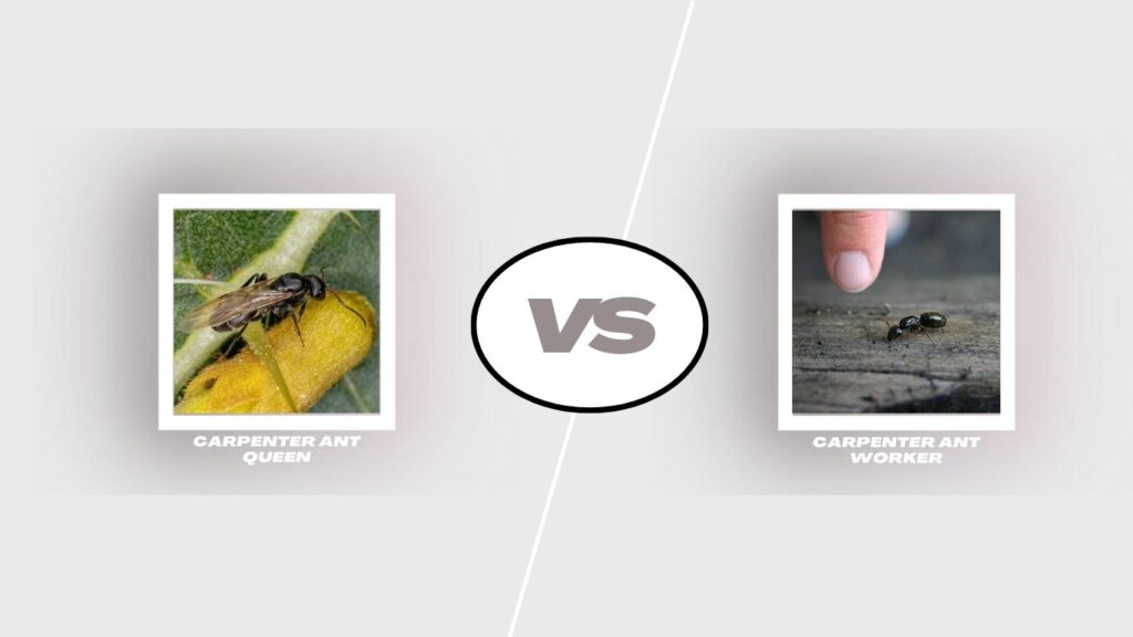 Carpenter Ant Queen vs Worker