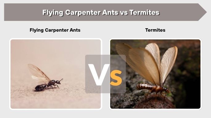 Flying Carpenter Ants vs Termites