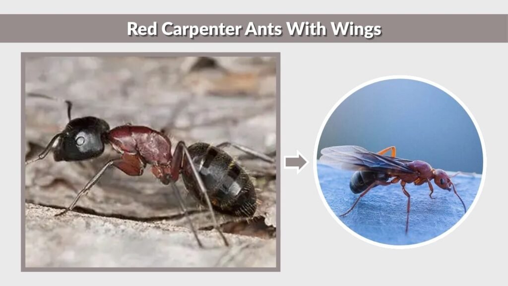 Red Carpenter Ants With Wings