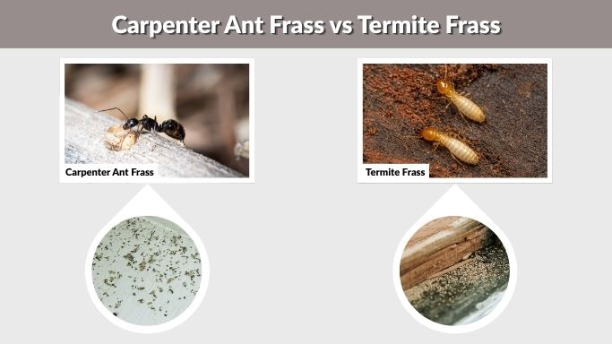 Carpenter Ant Frass vs Termite Frass