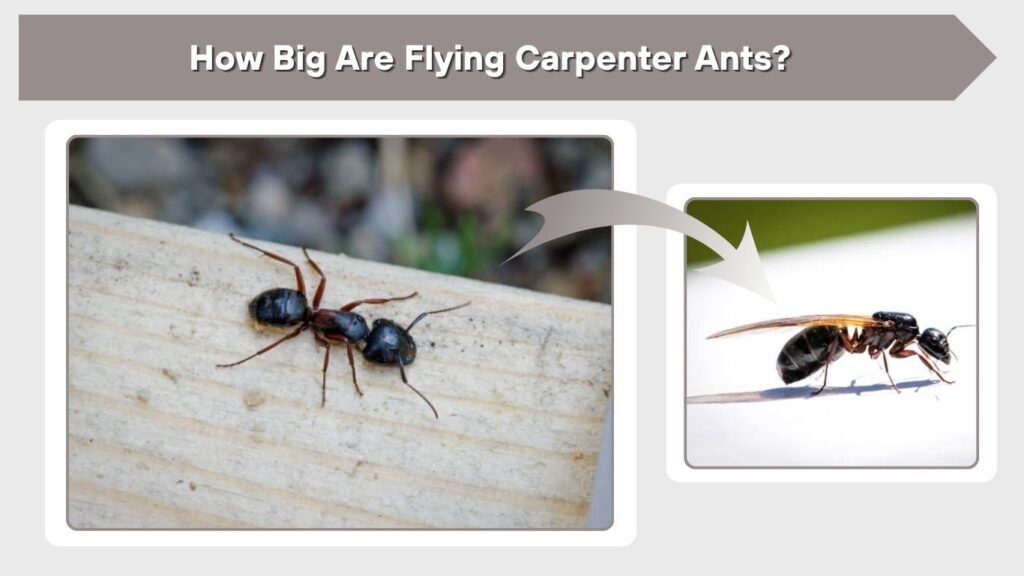 How Big Are Flying Carpenter Ants?