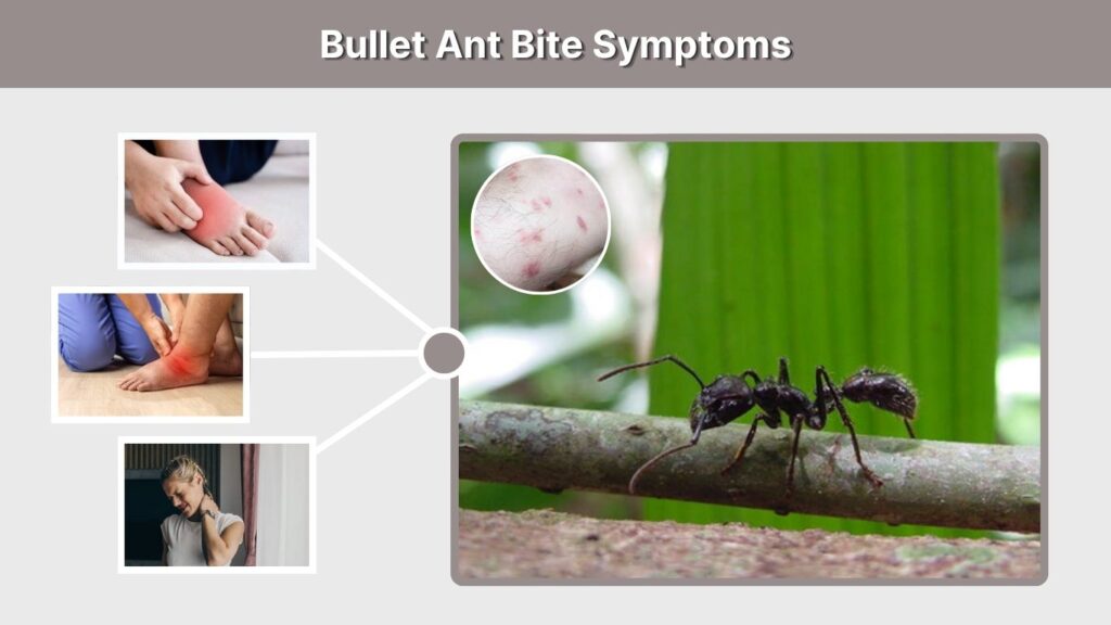 Bullet Ant Bite Symptoms