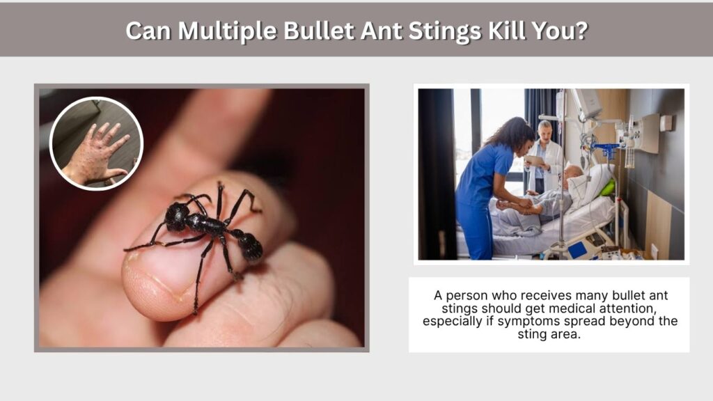 Can Multiple Bullet Ant Stings Kill You?