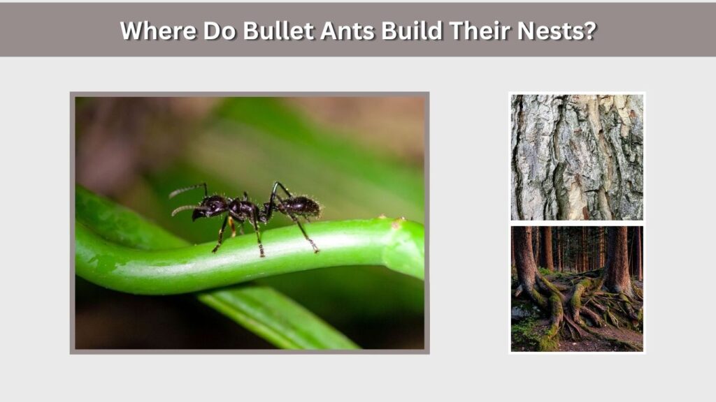 Where Do Bullet Ants Build Their Nests?