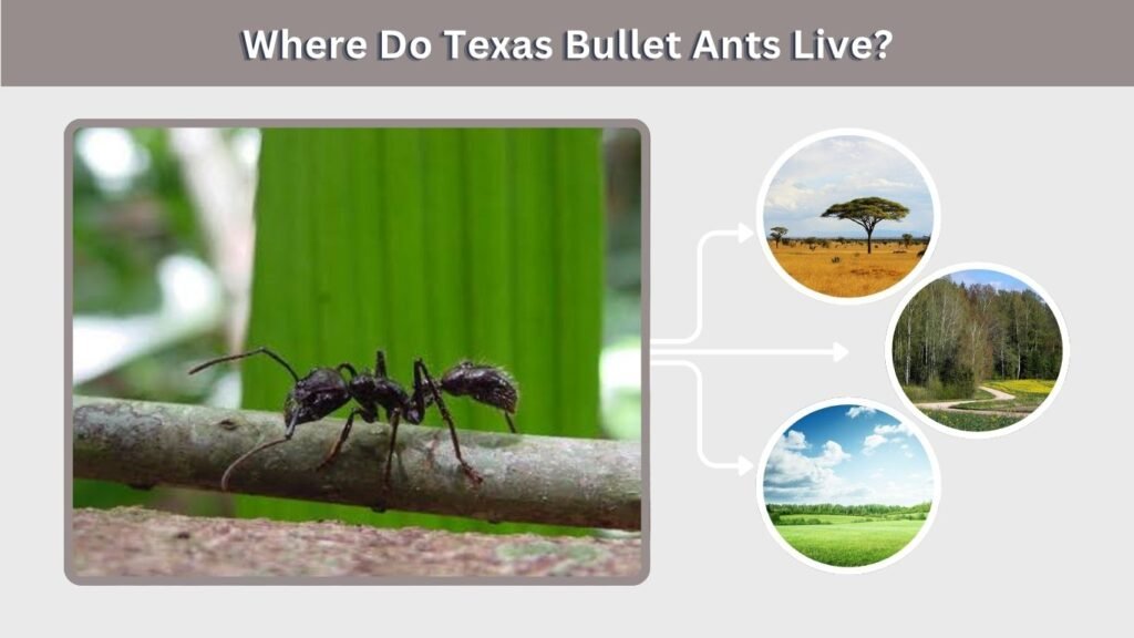 Where Do Texas Bullet Ants Live?