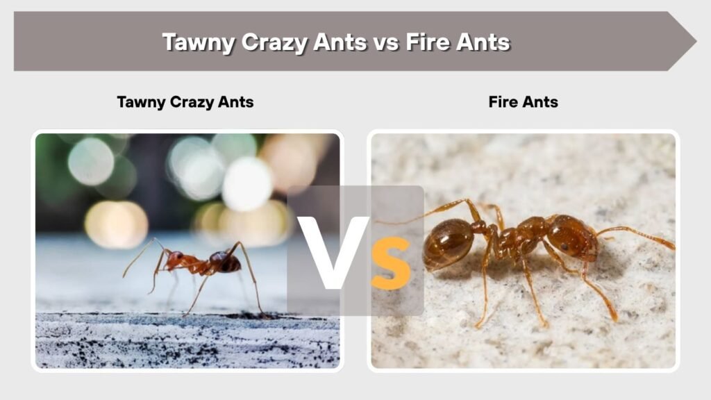 Tawny Crazy Ants vs Fire Ants