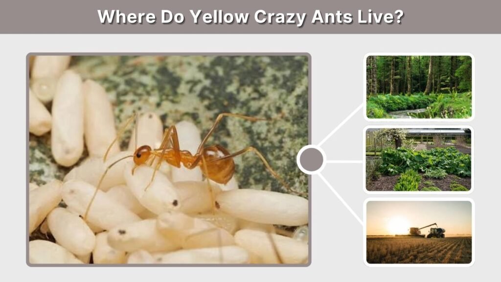 Where Do Yellow Crazy Ants Live?