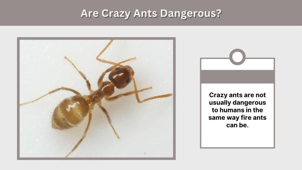 Are Crazy Ants Dangerous?