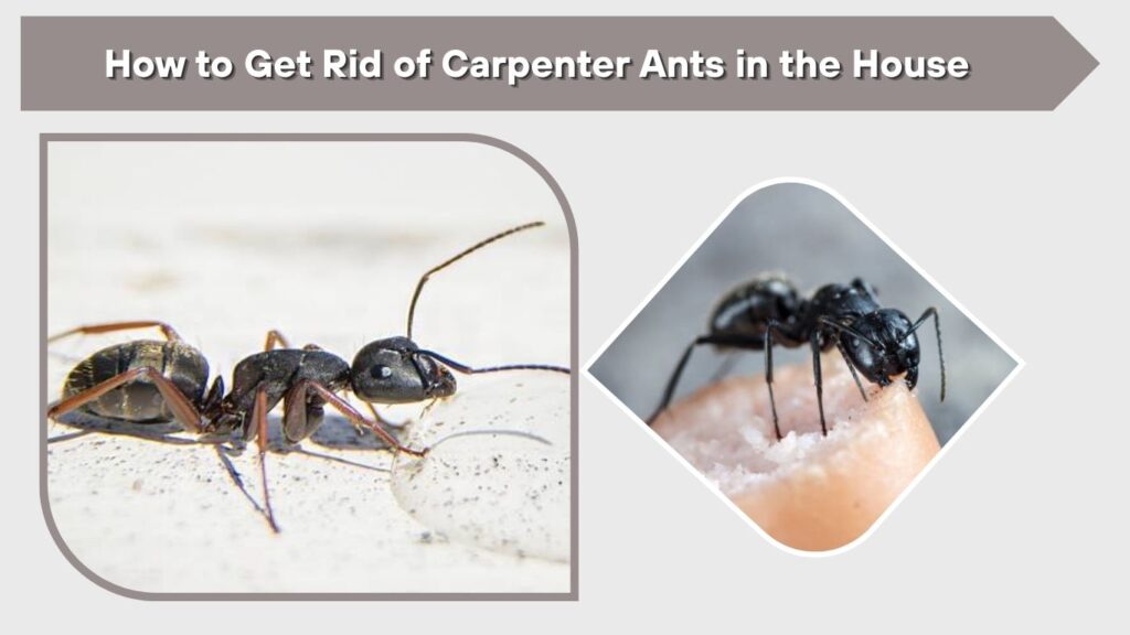 How to Get Rid of Carpenter Ants in the House