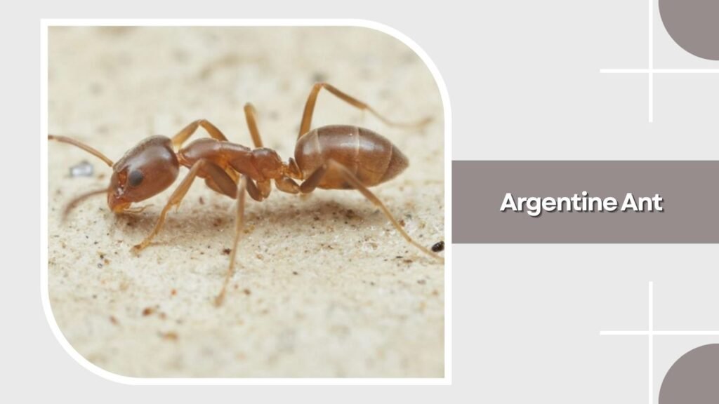 Argentine Ant