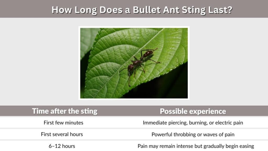 How Long Does a Bullet Ant Sting Last?