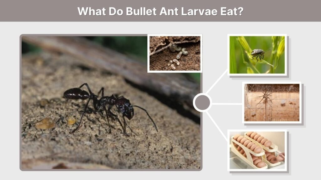 What Do Bullet Ant Larvae Eat?