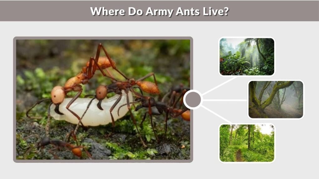 Where Do Army Ants Live?