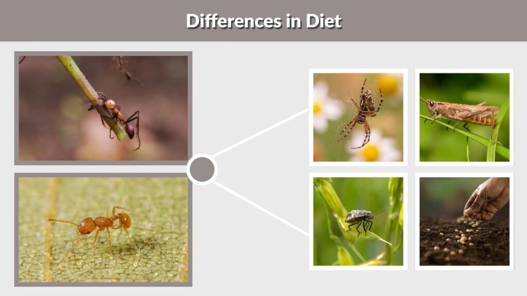 Differences in Diet