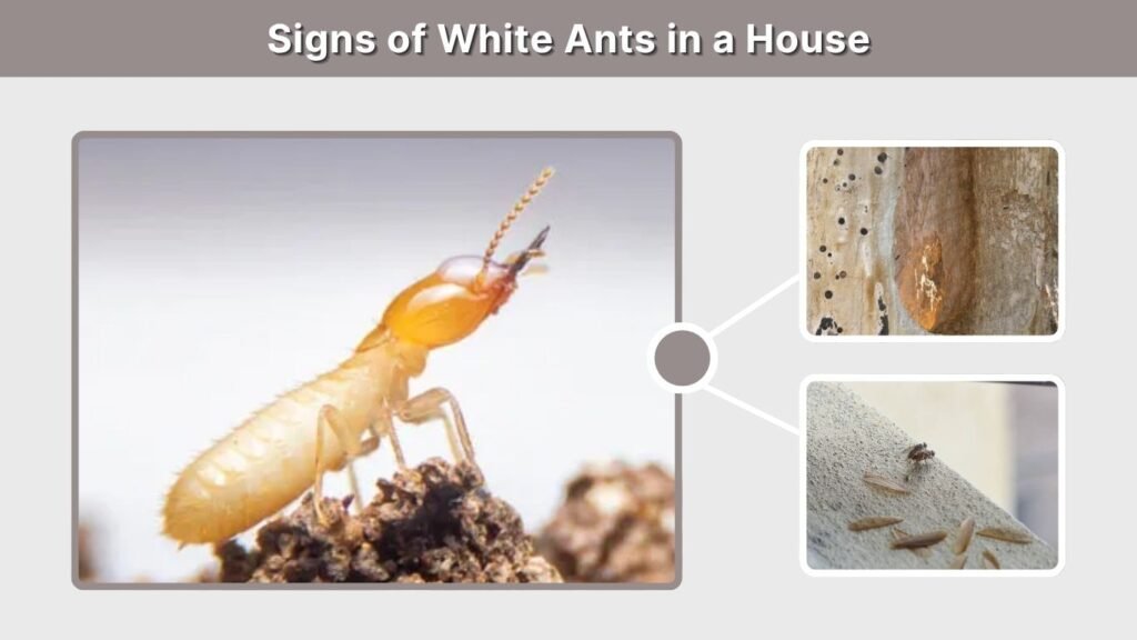 Signs of White Ants in a House
