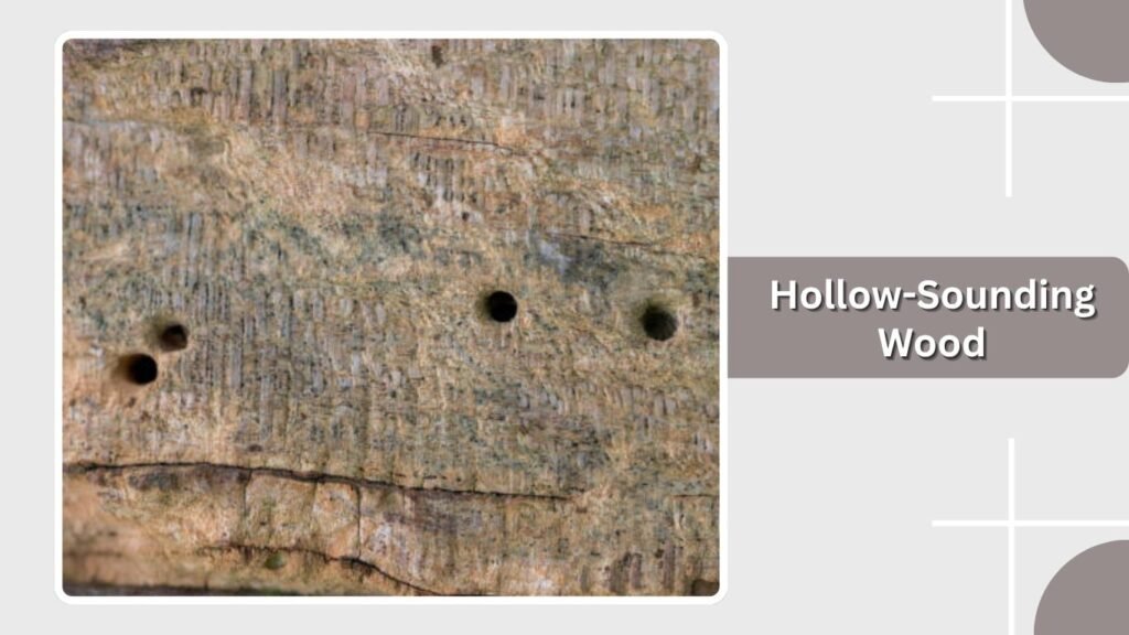 Hollow-Sounding Wood