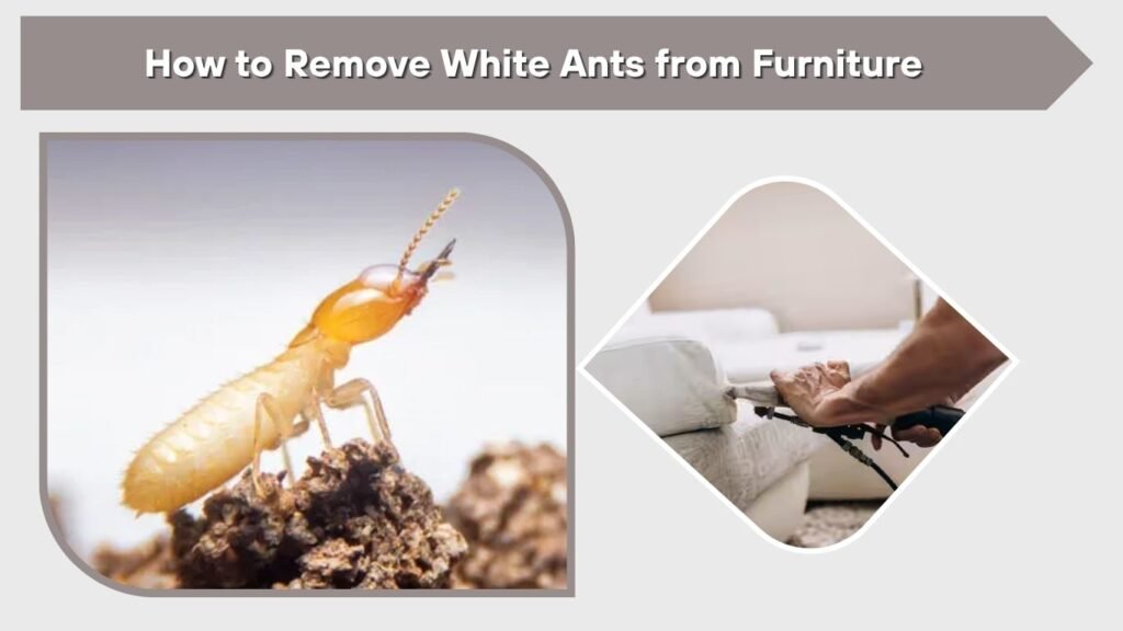 How to Remove White Ants from Furniture