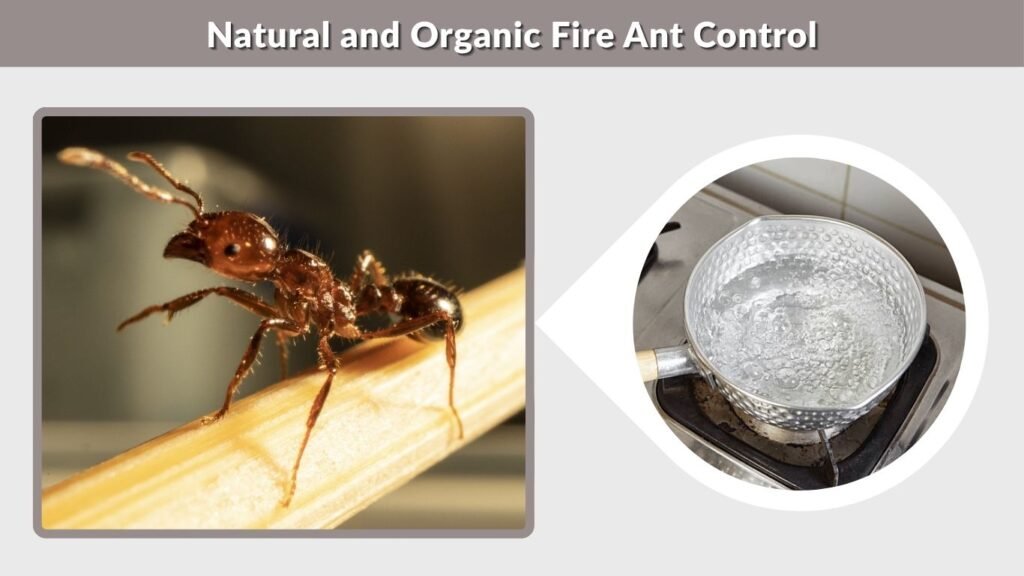 Natural and Organic Fire Ant Control