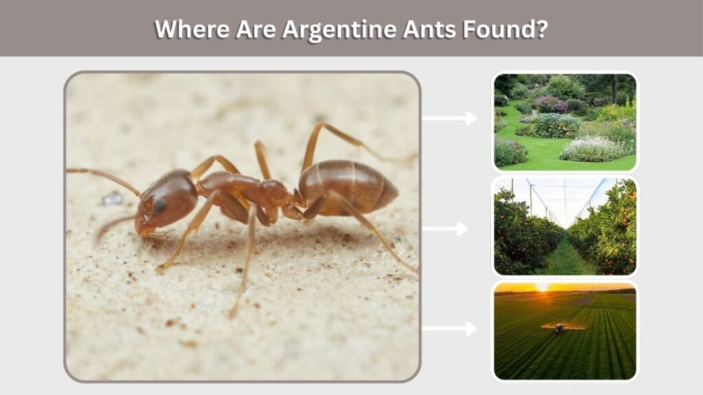Where Are Argentine Ants Found?