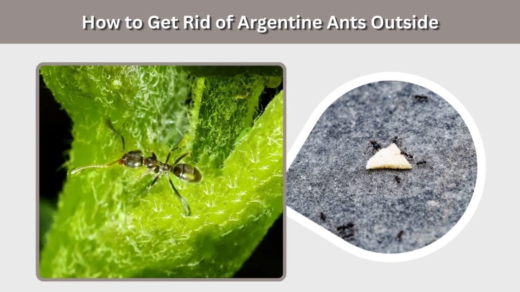 How to Get Rid of Argentine Ants Outside