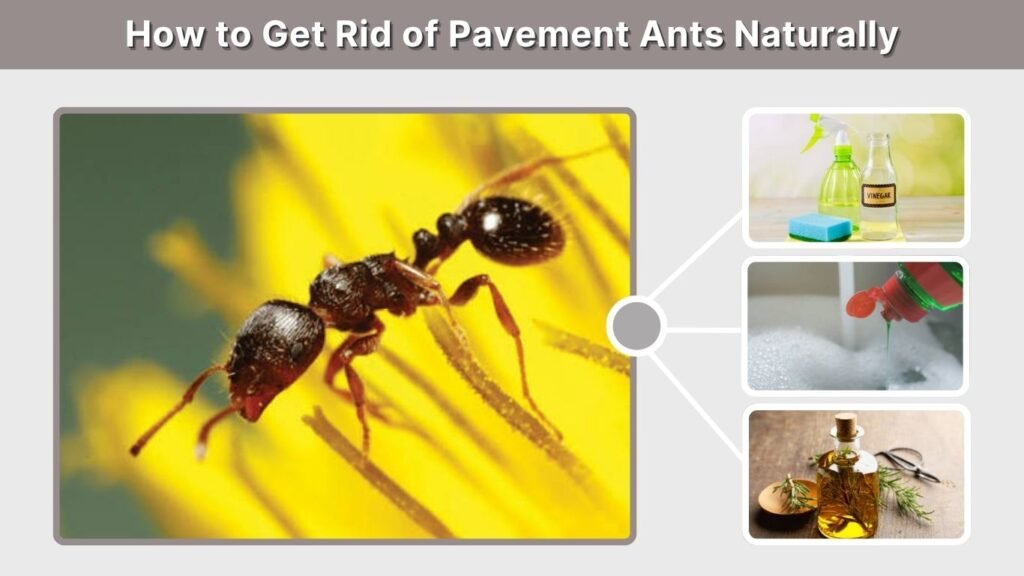How to Get Rid of Pavement Ants Naturally