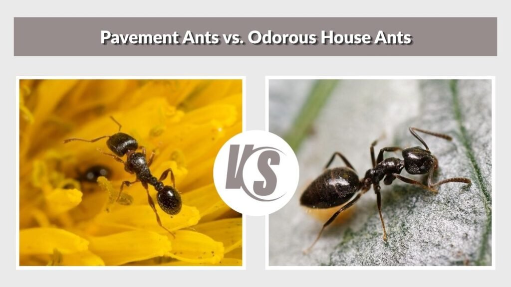 Pavement Ants vs. Odorous House Ants