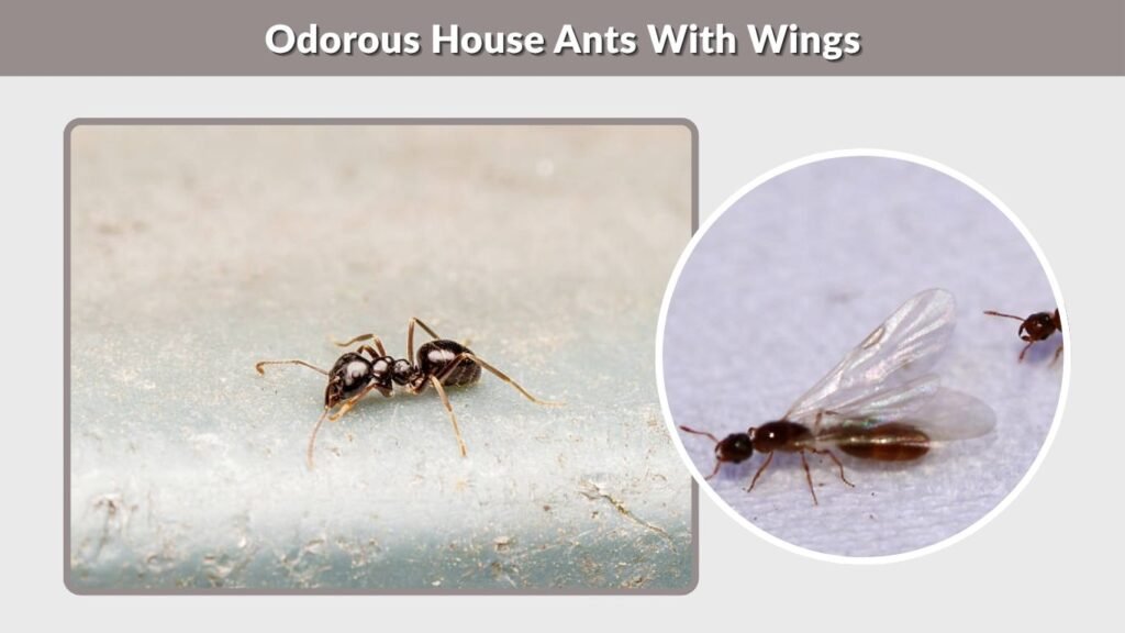 Odorous House Ants With Wings
