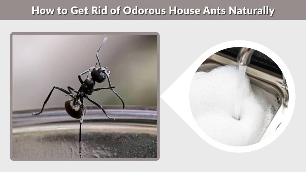 How to Get Rid of Odorous House Ants Naturally