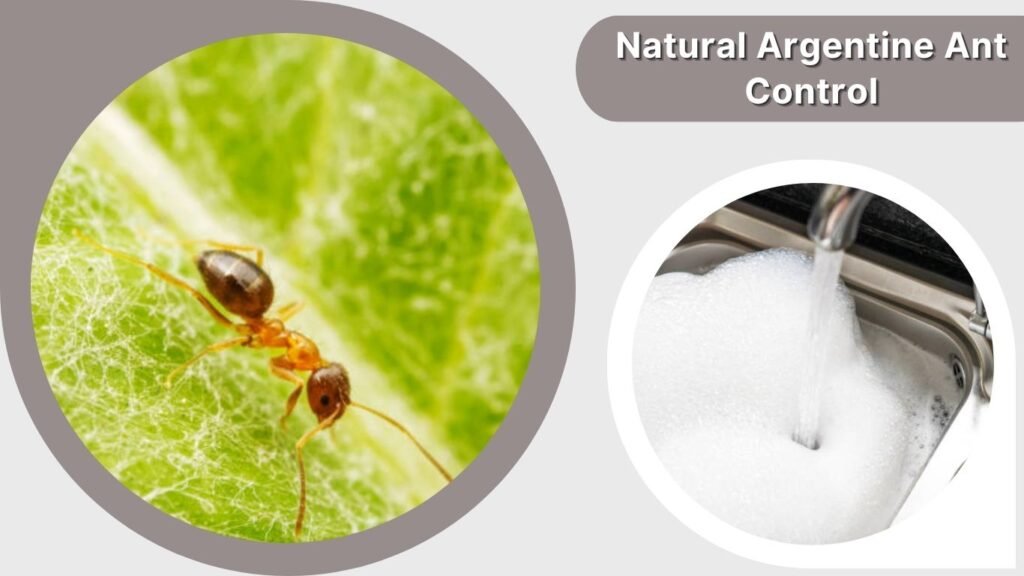 Natural Argentine Ant Control
