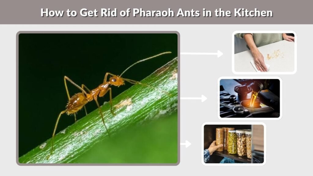 How to Get Rid of Pharaoh Ants in the Kitchen