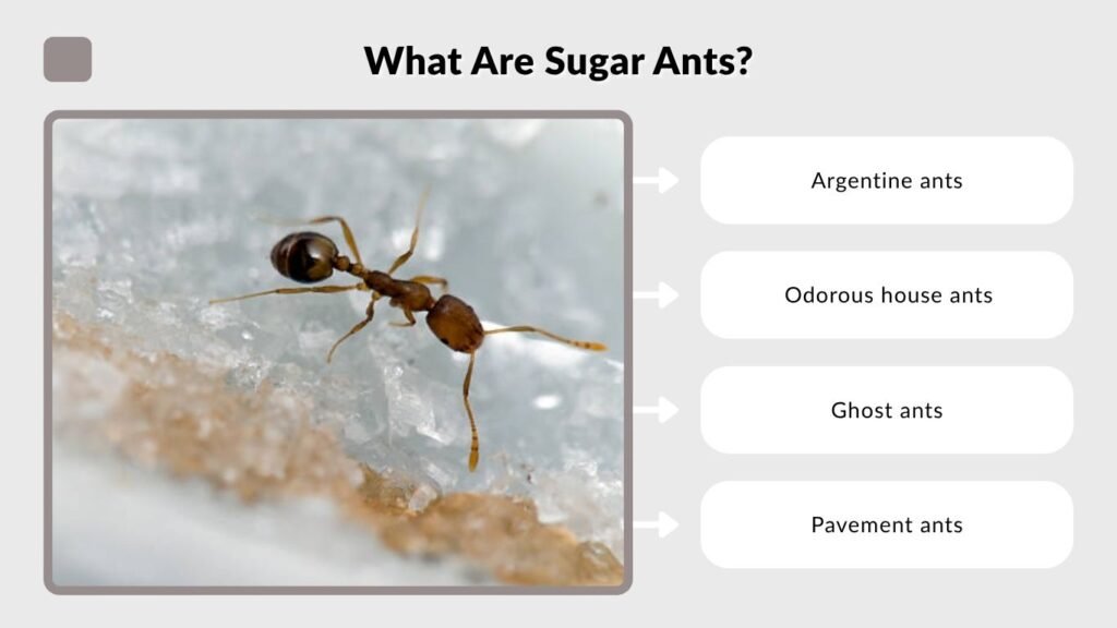 What Are Sugar Ants?