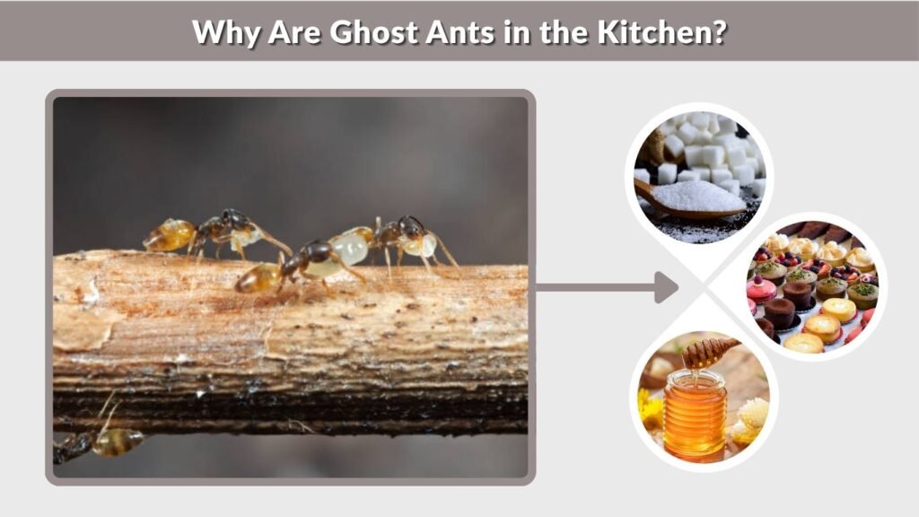Why Are Ghost Ants in the Kitchen?