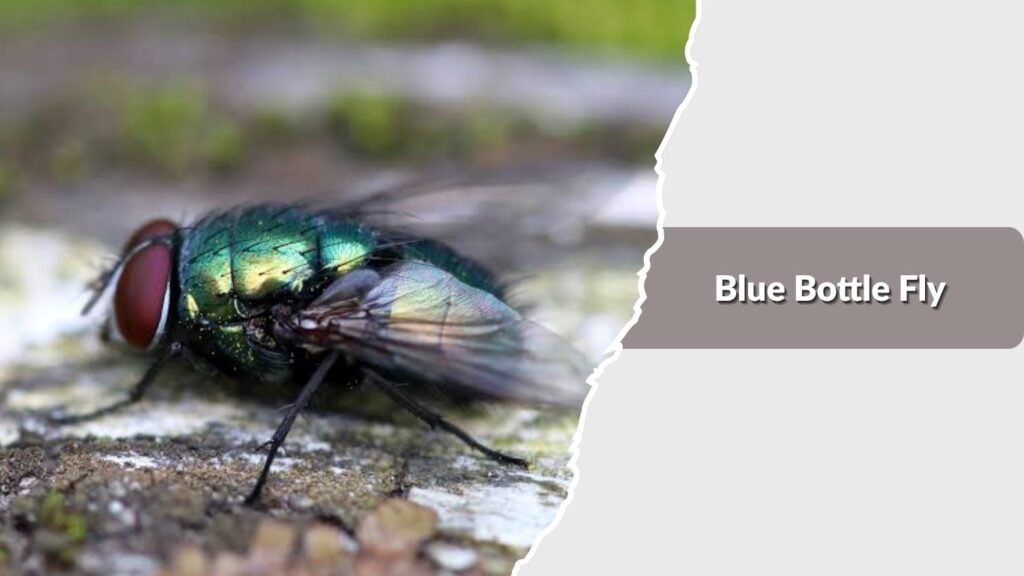 Blue Bottle Fly