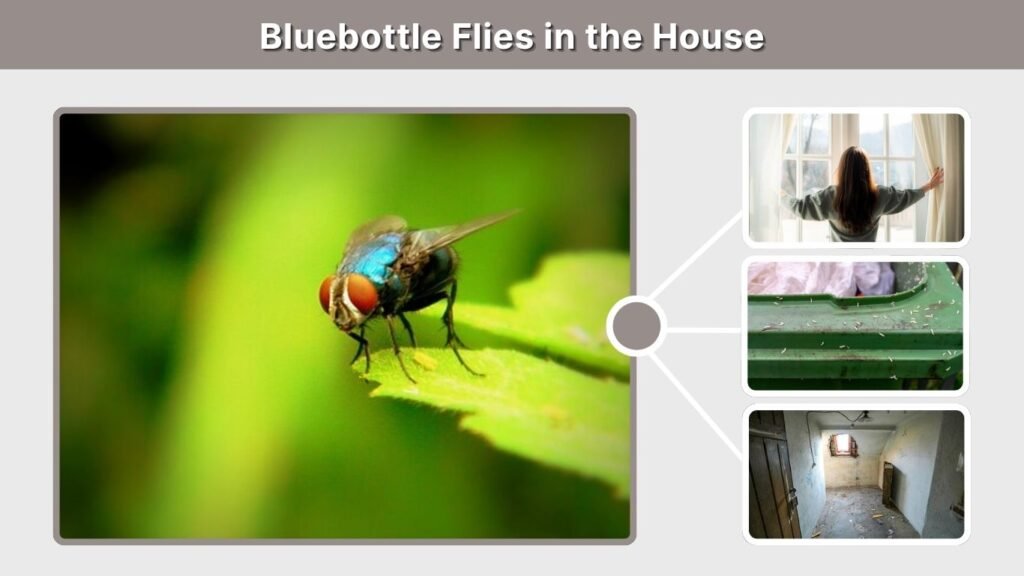 Bluebottle Flies in the House