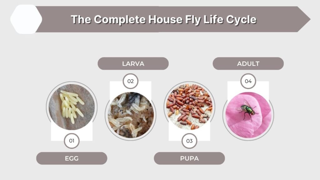 The Complete House Fly Life Cycle