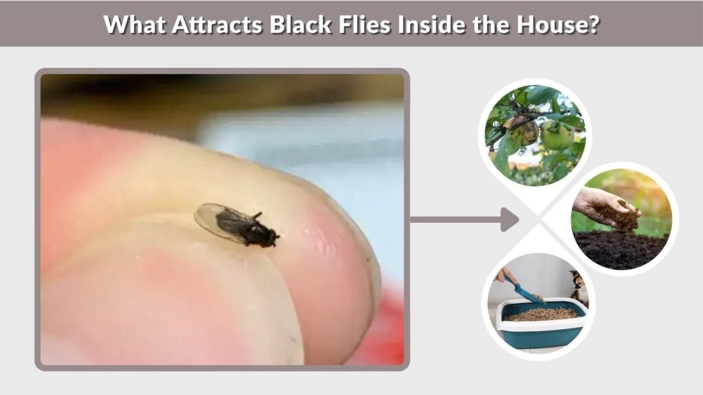 What Attracts Black Flies Inside the House?