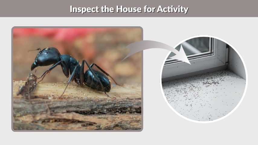  Inspect the House for Activity