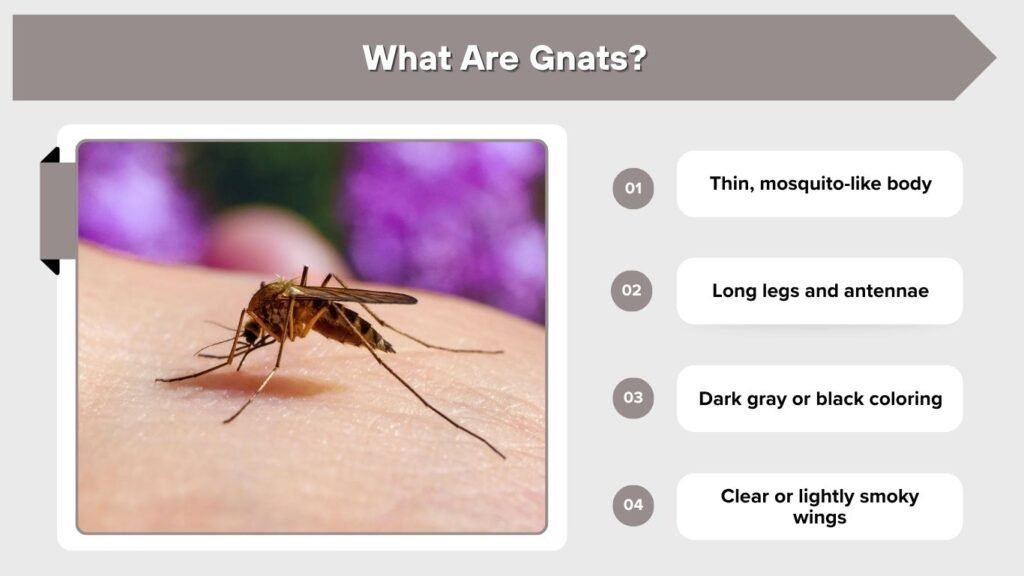 What Are Gnats?