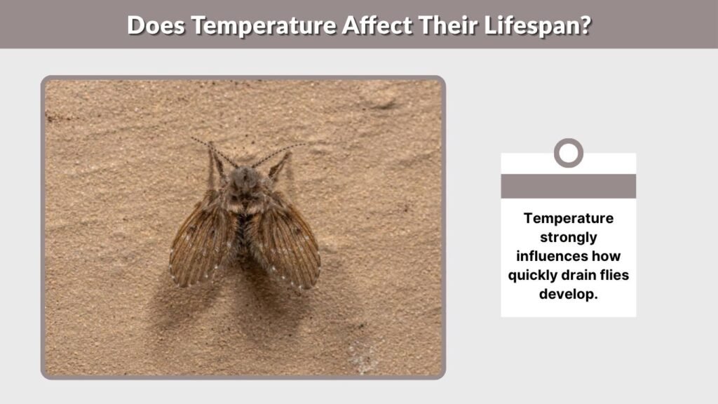 Does Temperature Affect Their Lifespan?
