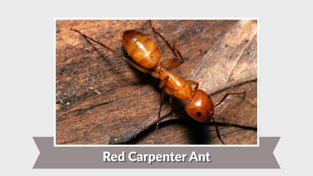 Red Carpenter Ant