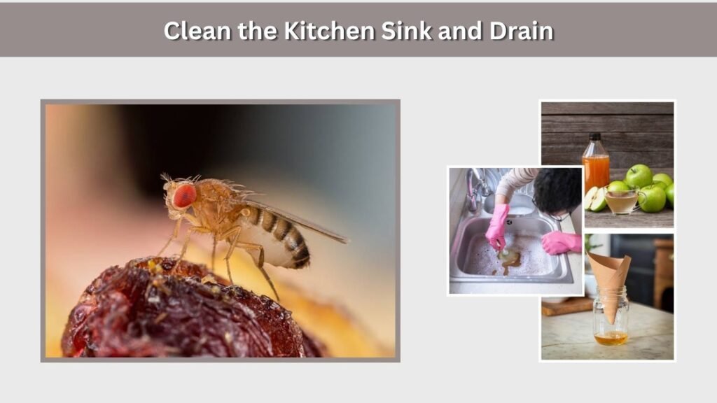Clean the Kitchen Sink and Drain