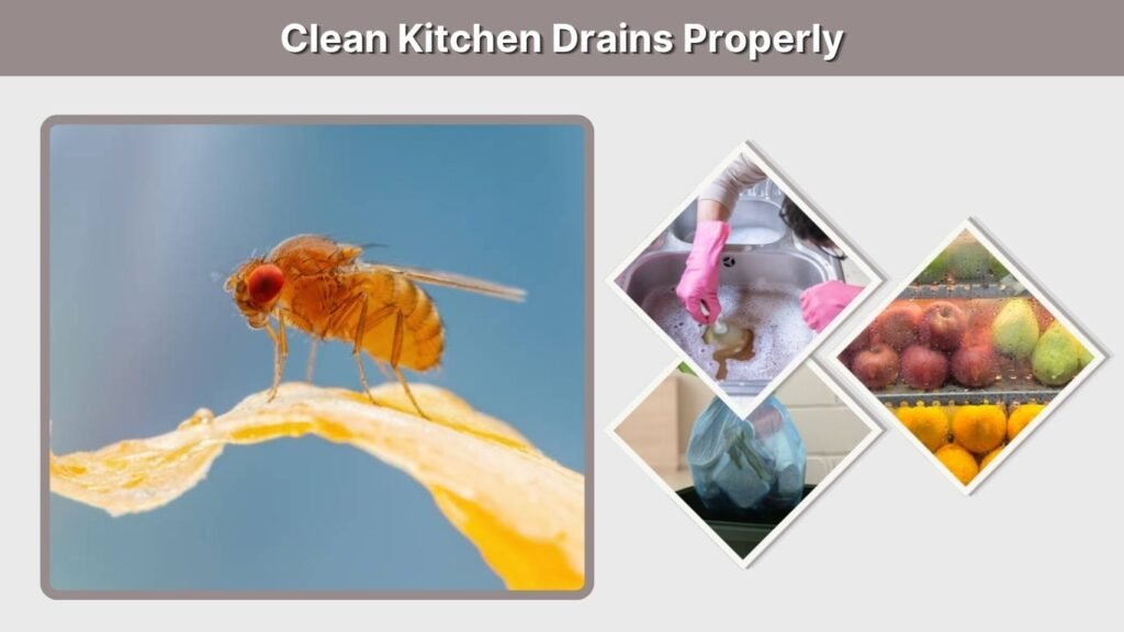 Clean Kitchen Drains Properly