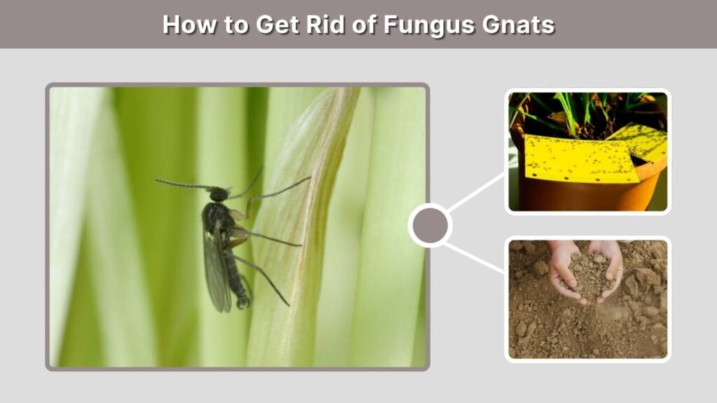 How to Get Rid of Fungus Gnats