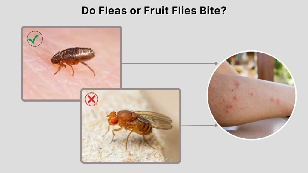 Do Fleas or Fruit Flies Bite?